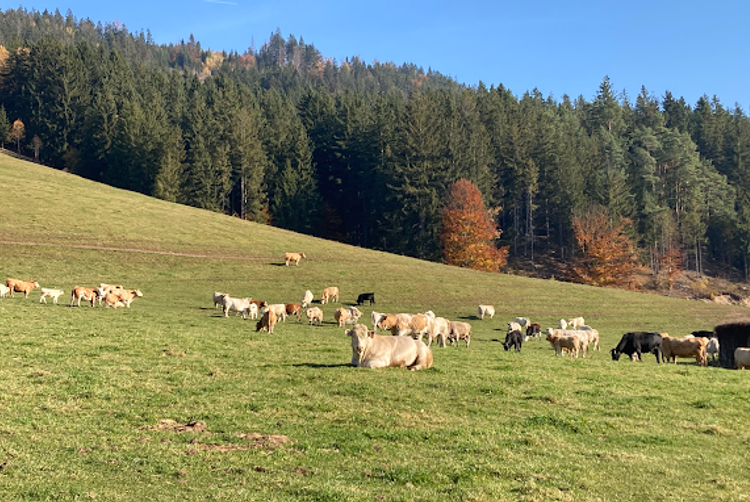 Restaurant Chateau Ctěnice | Praha | 3