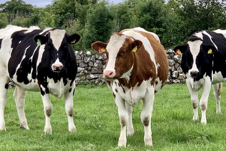 Restaurant Chateau Ctěnice | Praha | 1
